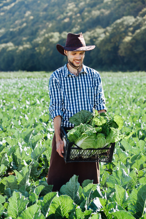 A young man in a hat holding box with ripe crop of cabbage. Happy farmer harvesting on his field.の写真素材