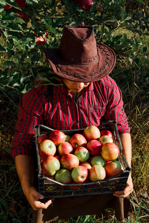 Young happy man in the garden collect ripe apples. A worker in the garden with a box of apples in his hands.の写真素材