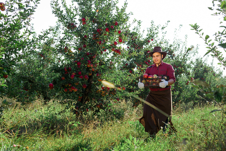 Young happy man in the garden collect ripe apples. A worker in the garden with a box of apples in his handsの写真素材