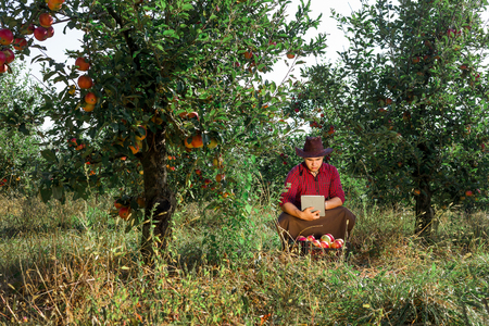 Young happy man in the garden collect ripe apples. Farmer in his own garden looking at tablet.の写真素材