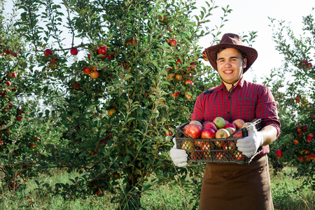 Young happy man in the garden collect ripe apples. A worker in the garden with a box of apples in his hands.の写真素材
