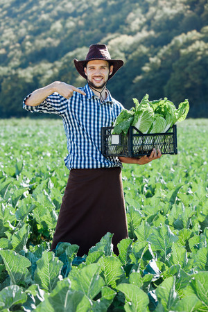 A young man in a hat holding box with ripe crop of cabbage. Happy farmer harvesting on his field.の写真素材