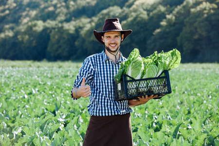A young man in a hat holding box with ripe crop of cabbage. Happy farmer harvesting on his field.の写真素材