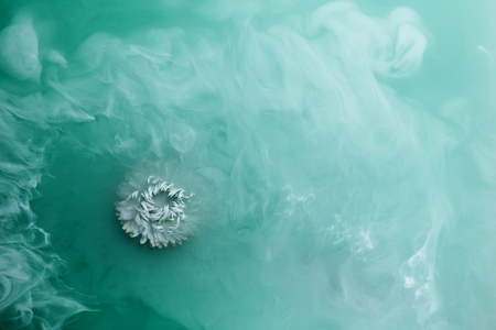 White flower inside in water on a green, blue background. Flowers aster under the water with acrylic white paints.の写真素材