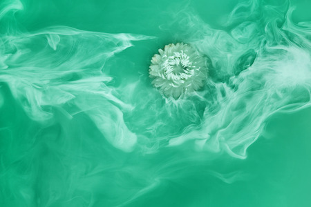 White flower inside in water on a green, blue background. Flowers aster under the water with acrylic white paints.の写真素材