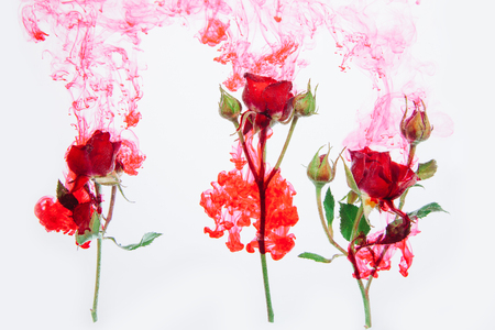 Pink roses with green leaves inside the water on a white background with red paints. Watercolor style and abstract image of red roses.の写真素材