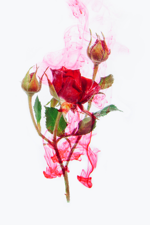 Pink roses with green leaves inside the water on a white background with red paints. Watercolor style and abstract image of red roses.の写真素材