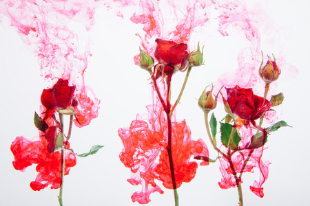 Pink roses with green leaves inside the water on a white background with red paints. Watercolor style and abstract image of red roses.の写真素材