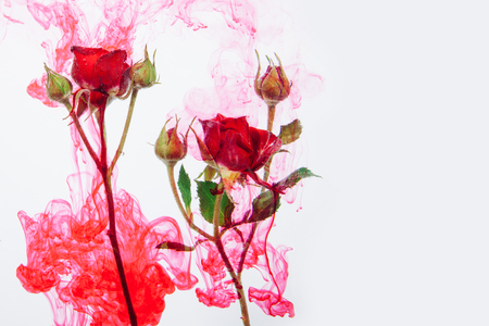 Pink roses with green leaves inside the water on a white background with red paints. Watercolor style and abstract image of red roses.の写真素材