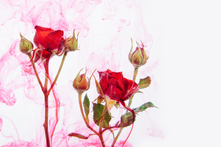 Pink roses with green leaves inside the water on a white background with red paints. Watercolor style and abstract image of red roses.の写真素材