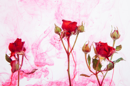Pink roses with green leaves inside the water on a white background with red paints. Watercolor style and abstract image of red roses.の写真素材