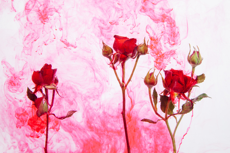 Pink roses with green leaves inside the water on a white background with red paints. Watercolor style and abstract image of red roses.の写真素材