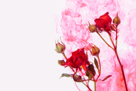 Pink roses with green leaves inside the water on a white background with red paints. Watercolor style and abstract image of red roses.の写真素材