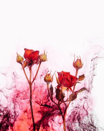 Pink roses with green leaves inside the water on a white background with red paints. Watercolor style and abstract image of red roses.の写真素材