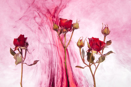 Pink roses with green leaves inside the water on a white background with red paints. Watercolor style and abstract image of red roses.の写真素材
