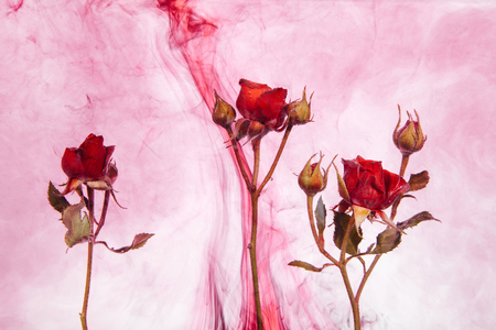Pink roses with green leaves inside the water on a white background with red paints. Watercolor style and abstract image of red roses.の写真素材