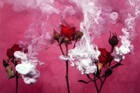 Pink roses with green leaves inside the water on a pink background with white paints. Watercolor style and abstract image of red roses.の写真素材