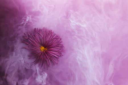 Pink chrysanthemum with green leaves inside purple water with white acrylic paints. Watercolor style and abstract image of pink golden-daisy.の写真素材