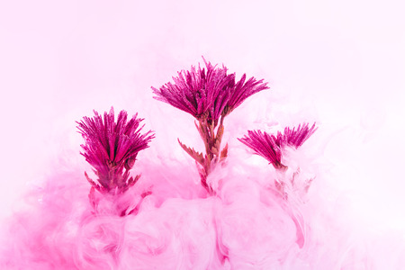 Pink chrysanthemum inside in water on a white background. Flowers aster under the water with acrylic white and red paints.の写真素材