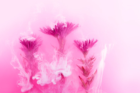 Pink chrysanthemum inside in water on a white background. Flowers aster under the water with acrylic white and red paints.の写真素材