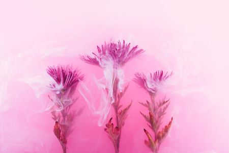 Pink chrysanthemum inside in water on a white background. Flowers aster under the water with acrylic white and red paints.の写真素材