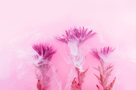Pink chrysanthemum inside in water on a white background. Flowers aster under the water with acrylic white and red paints.の写真素材