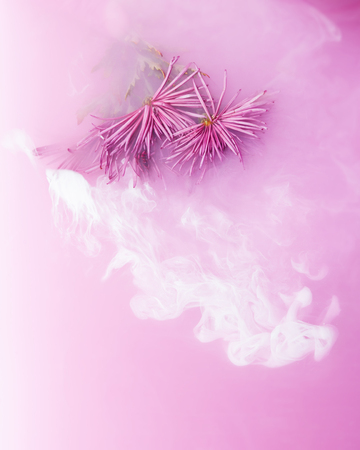Pink chrysanthemum with green leaves inside the Purple water with white acrylic paints. Watercolor style and abstract image of pink golden-daisy.の写真素材