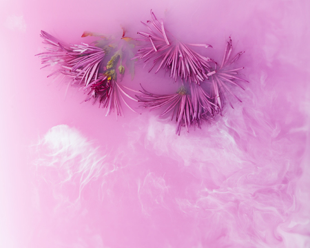 Pink chrysanthemum with green leaves inside the Purple water with white acrylic paints. Watercolor style and abstract image of pink golden-daisy.の写真素材