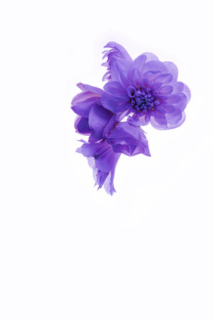 Many purple flower of chrysanthemums and roses isolated on the white background. The concept of health, purity and innocence.の写真素材