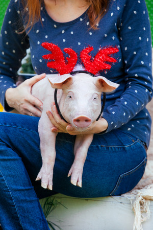A small white pig is sitting on the woman's lap. Funny piggie against the backdrop of New Year's toys with horns of a deer.の写真素材