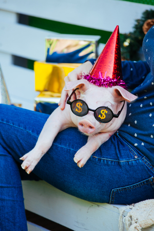 A small white pig is sitting on the woman's hands. Funny piggie against the backdrop of New Year's toys with glasses and cap.の写真素材