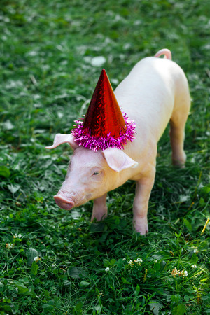 One white little pig is standing in the grass and look at the camera. Piglet on the birthday party and dressed in holiday caps.の写真素材