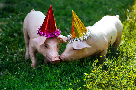 Two white little pigs are standing in the grass and look at the camera. Piglets on the birthday party and dressed in holiday caps.の写真素材