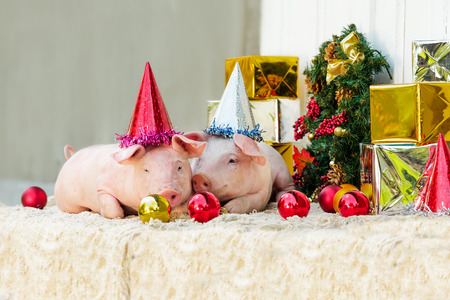 Two white pigs sits near the Christmas decoration. Cute little piglets with funny caps on the New Year.の写真素材