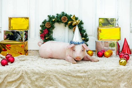 Two white pigs sits near the Christmas decoration. Cute little piglets with funny caps on the New Year.の写真素材
