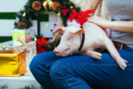 A small white pig is sitting on the woman's lap. Funny piggie against the backdrop of New Year's toys with horns of a deer.の写真素材
