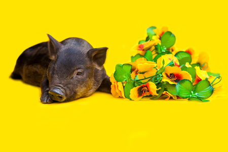 One black little pigs of Vietnamese breed lies on yellow background.の写真素材