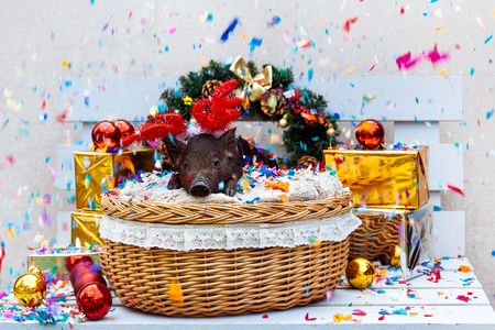 One black pigs of Vietnamese breed sits in a wicker basket with confetti near the Christmas decoration. Cute little black piglet with horns of deer on the New Year.の写真素材