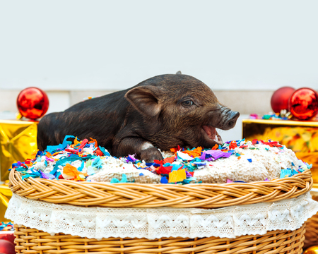 One black pigs of Vietnamese breed sits in a wicker basket near the Christmas decoration. Cute little black piglet happy and smiling on the New Year.の写真素材