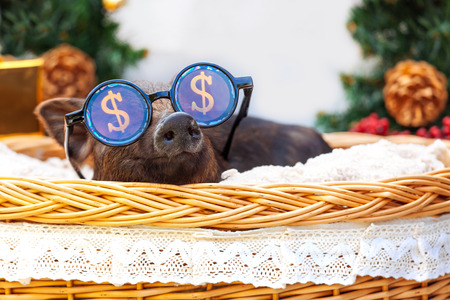 One black pigs of Vietnamese breed sits in a wicker basket near the Christmas decoration. Cute little black piglet with funny glasses on the New Year.の写真素材