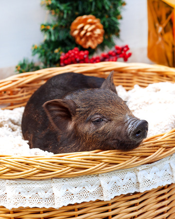 One black pigs of Vietnamese breed sits in a wicker basket near the Christmas decoration. Concept of the New Year.の写真素材