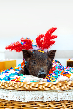 One black pigs of Vietnamese breed sits in a wicker basket with confetti near the Christmas decoration. Cute little black piglet with horns of deer on the New Year.の写真素材