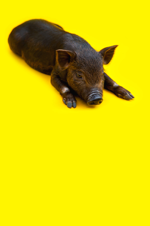 One black little pigs of Vietnamese breed lies on yellow background.の写真素材