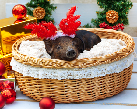 One black pigs of Vietnamese breed sits in a wicker basket near the Christmas decoration. Cute little black piglet with horns of deer on the New Year.の写真素材