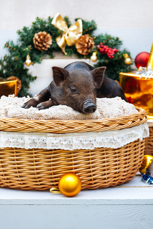 One black pig of Vietnamese breed sits in a wicker basket near the Christmas decoration. Concept of the New Year.の写真素材