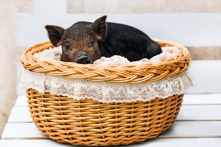 One black pigs of Vietnamese breed sits in a wicker basket. Cute little black piglet on a white background.の写真素材