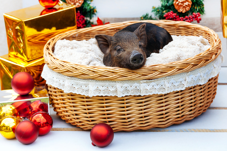 One black pigs of Vietnamese breed sits in a wicker basket near the Christmas decoration. Concept of the New Year.の写真素材