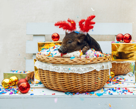 One black pigs of Vietnamese breed sits in a wicker basket with confetti near the Christmas decoration. Cute little black piglet with horns of deer on the New Year.の写真素材