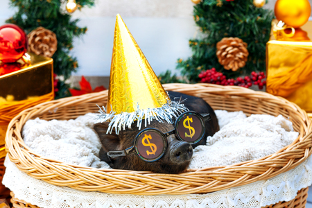 One black pigs of Vietnamese breed sits in a wicker basket near the Christmas decoration. Cute little black piglet with funny glasses and hat on the New Year.の写真素材