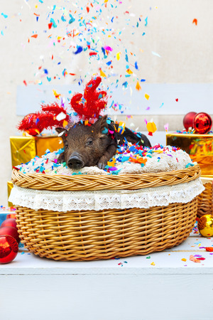 One black pigs of Vietnamese breed sits in a wicker basket with confetti near the Christmas decoration. Cute little black piglet with horns of deer on the New Year.の写真素材